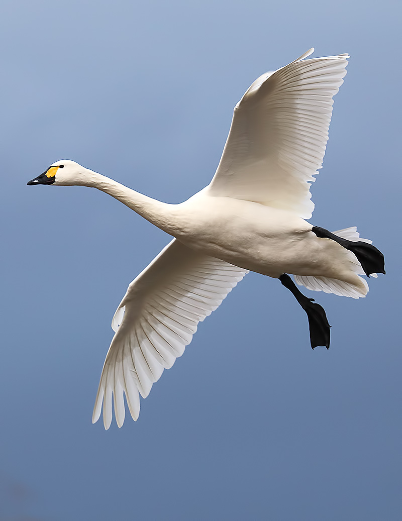 Bewick's swan